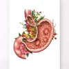 Magengeschwür - Floral - Weiß | Codex Anatomicus Discount