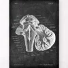 Medulla Oblongata - Chalkboard | Codex Anatomicus Online