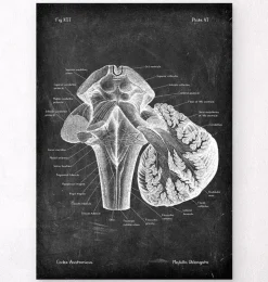 Medulla Oblongata - Chalkboard | Codex Anatomicus Online