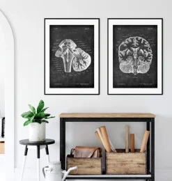 Medulla Oblongata - Chalkboard | Codex Anatomicus Online