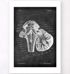 Medulla Oblongata - Chalkboard | Codex Anatomicus Online