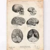 Menschen und Schimpansen Gehirnanatomie | Codex Anatomicus Discount