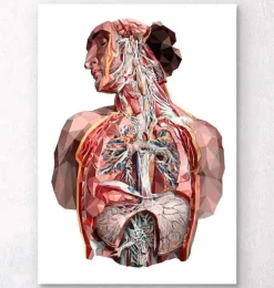 Menschliche Anatomie - Geometrisch | Codex Anatomicus Discount