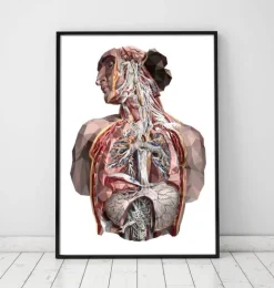 Menschliche Anatomie - Geometrisch | Codex Anatomicus Discount