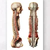 Menschliche Anatomie III - Geometrisch | Codex Anatomicus Clearance