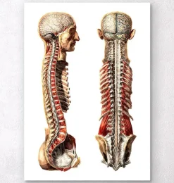 Menschliche Anatomie III - Geometrisch | Codex Anatomicus Clearance