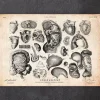 Menschliche Anatomie V | Codex Anatomicus Hot