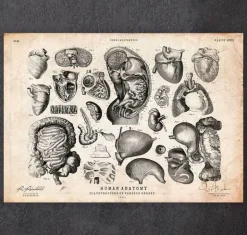 Menschliche Anatomie V | Codex Anatomicus Hot