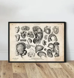 Menschliche Anatomie V | Codex Anatomicus Hot