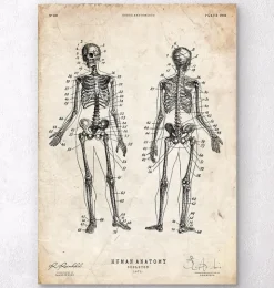 Menschliche Skelettkarte | Codex Anatomicus Best