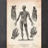 Menschlichen Körpers Anatomie III | Codex Anatomicus Fashion