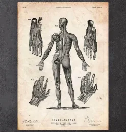 Menschlichen Körpers Anatomie III | Codex Anatomicus Fashion