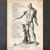 Menschlichen Körpers Anatomie VI | Codex Anatomicus Clearance