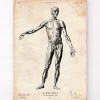 Menschlichen Körpers Anatomie | Codex Anatomicus Outlet