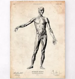 Menschlichen Körpers Anatomie | Codex Anatomicus Outlet