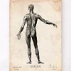 Menschlichen Körpers Anatomie II | Codex Anatomicus Fashion