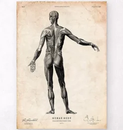 Menschlichen Körpers Anatomie II | Codex Anatomicus Fashion
