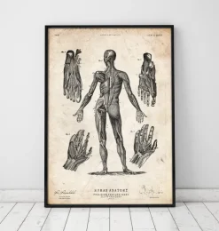Menschlichen Körpers Anatomie III | Codex Anatomicus Fashion