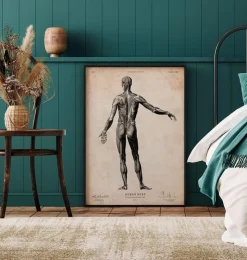 Menschlichen Körpers Anatomie II | Codex Anatomicus Fashion