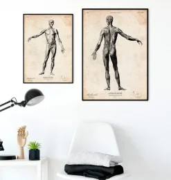 Menschlichen Körpers Anatomie II | Codex Anatomicus Fashion