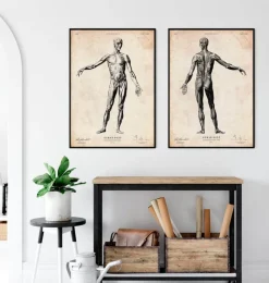 Menschlichen Körpers Anatomie | Codex Anatomicus Outlet