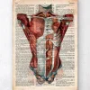 Menschlichen Rumpfes Anatomie - Altes Wörterbuch | Codex Anatomicus Sale