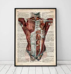 Menschlichen Rumpfes Anatomie - Altes Wörterbuch | Codex Anatomicus Sale