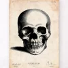 Menschlicher Schädel II | Codex Anatomicus Online