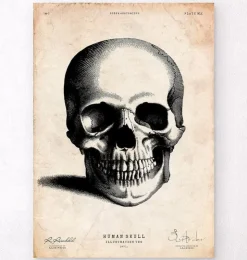 Menschlicher Schädel II | Codex Anatomicus Online