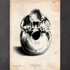 Menschlicher Schädel III | Codex Anatomicus Discount