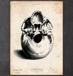 Menschlicher Schädel III | Codex Anatomicus Discount