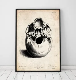 Menschlicher Schädel III | Codex Anatomicus Discount