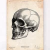 Menschlicher Schädel IV | Codex Anatomicus Discount