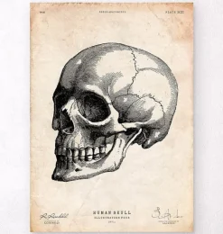 Menschlicher Schädel IV | Codex Anatomicus Discount