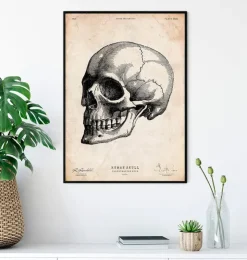 Menschlicher Schädel IV | Codex Anatomicus Discount