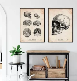 Menschlicher Schädel IV | Codex Anatomicus Discount