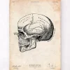 Menschlicher Schädel IX | Codex Anatomicus Clearance