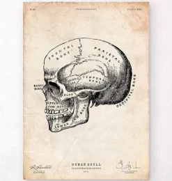 Menschlicher Schädel IX | Codex Anatomicus Clearance