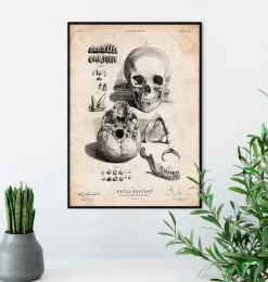 Menschlicher Schädel IX | Codex Anatomicus New