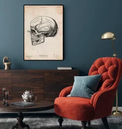 Menschlicher Schädel IX | Codex Anatomicus Clearance