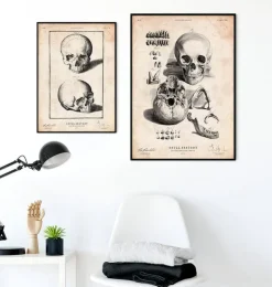 Menschlicher Schädel IX | Codex Anatomicus New