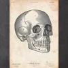 Menschlicher Schädel V | Codex Anatomicus Hot