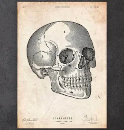 Menschlicher Schädel V | Codex Anatomicus Hot