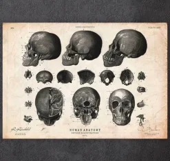 Menschlicher Schädel VII | Codex Anatomicus Hot