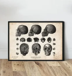Menschlicher Schädel VII | Codex Anatomicus Hot