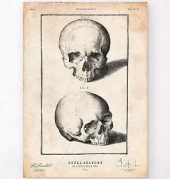 Menschlicher Schädeldruck VIII | Codex Anatomicus Hot