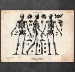 Menschlicher Skelett II | Codex Anatomicus New