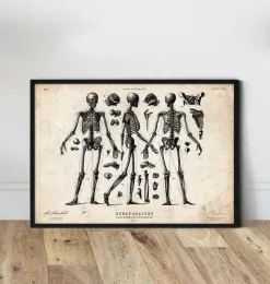 Menschlicher Skelett II | Codex Anatomicus New