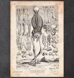 Menschlicher Skelett III | Codex Anatomicus Clearance