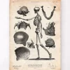 Menschliches Skelett | Codex Anatomicus Discount